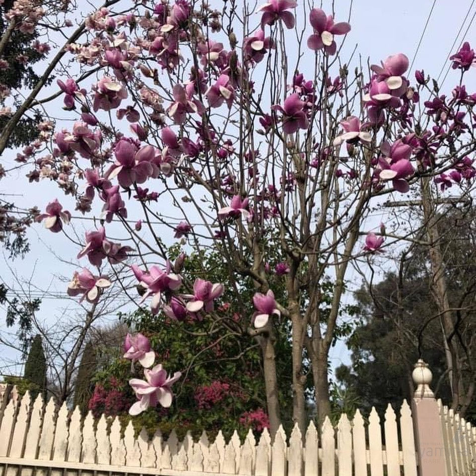 Magnolia x Apollo 3