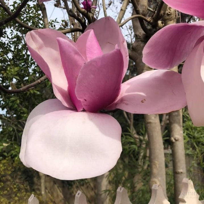 Magnolia x Apollo 4