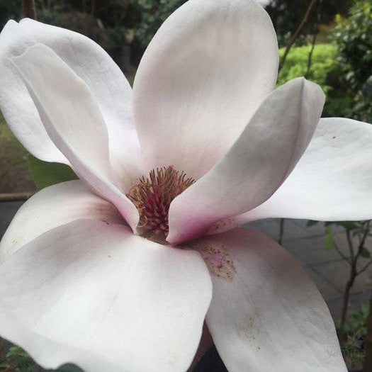 Magnolia x Athene 1