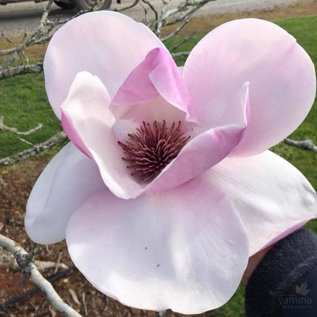 Magnolia x Atlas 2