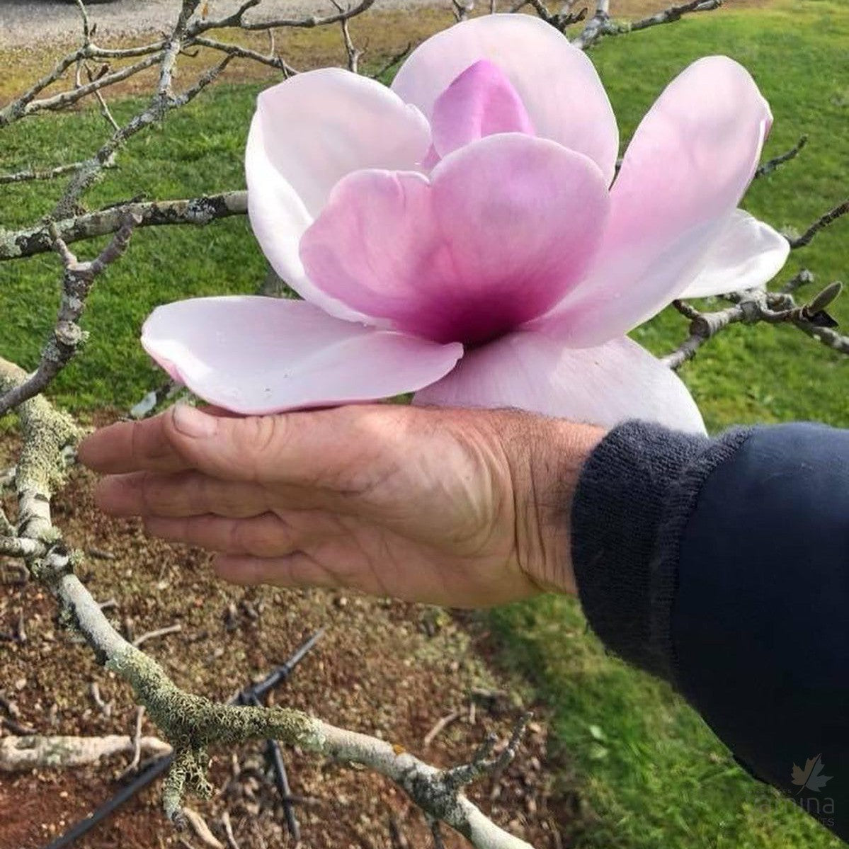 Magnolia x Atlas 3