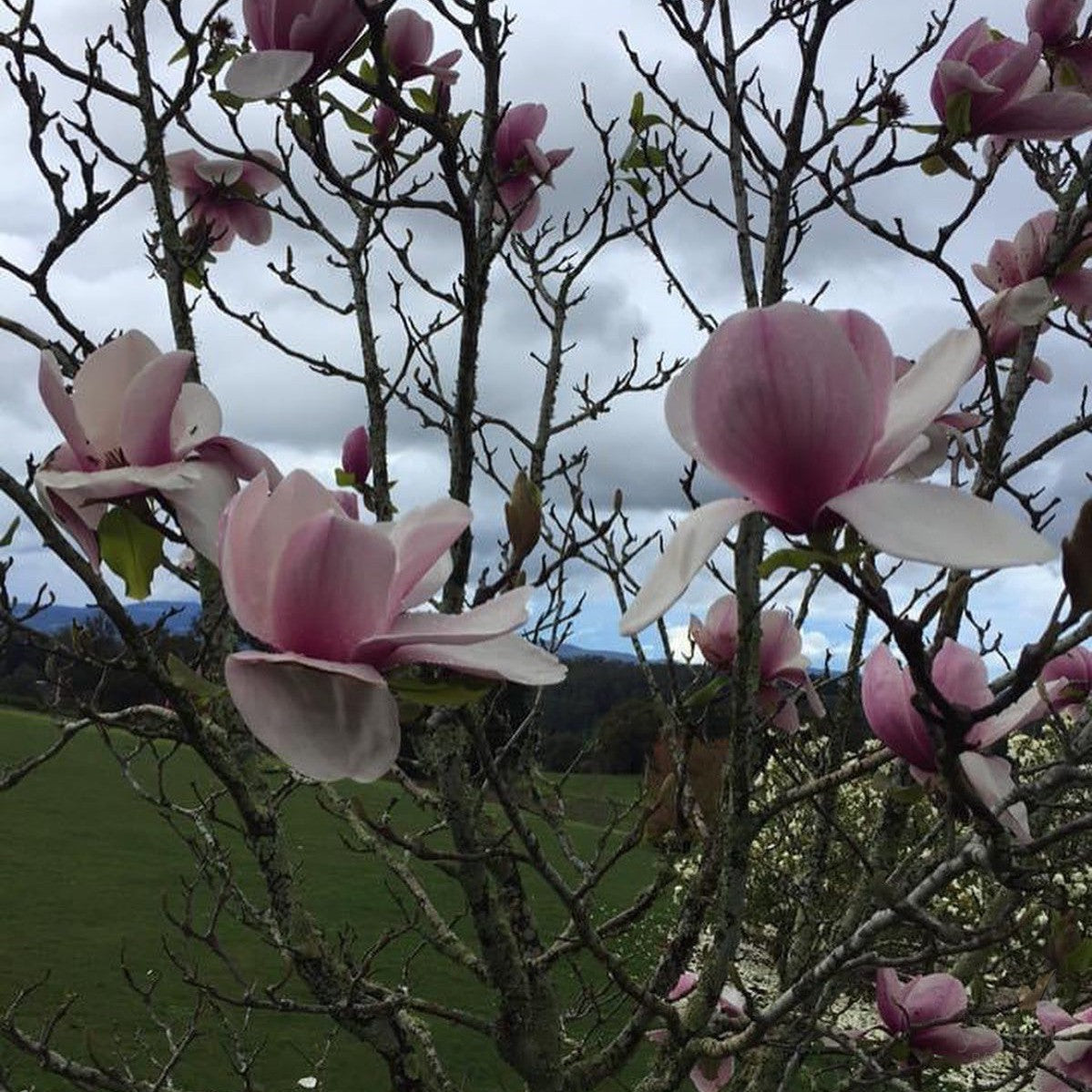 Magnolia x Atlas 4