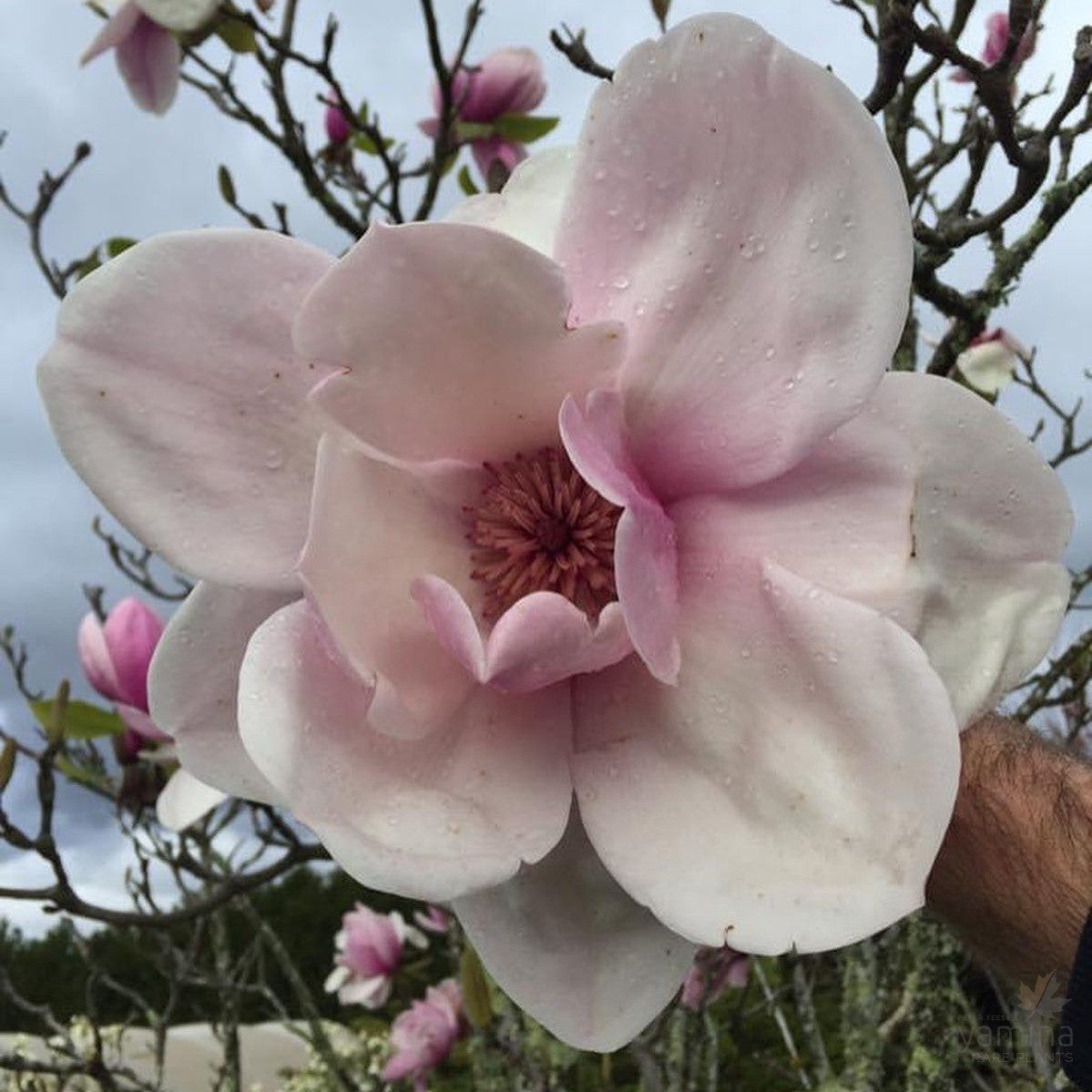 Magnolia x Atlas 5