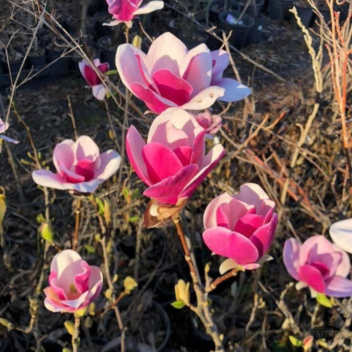 Magnolia x Cameo 1