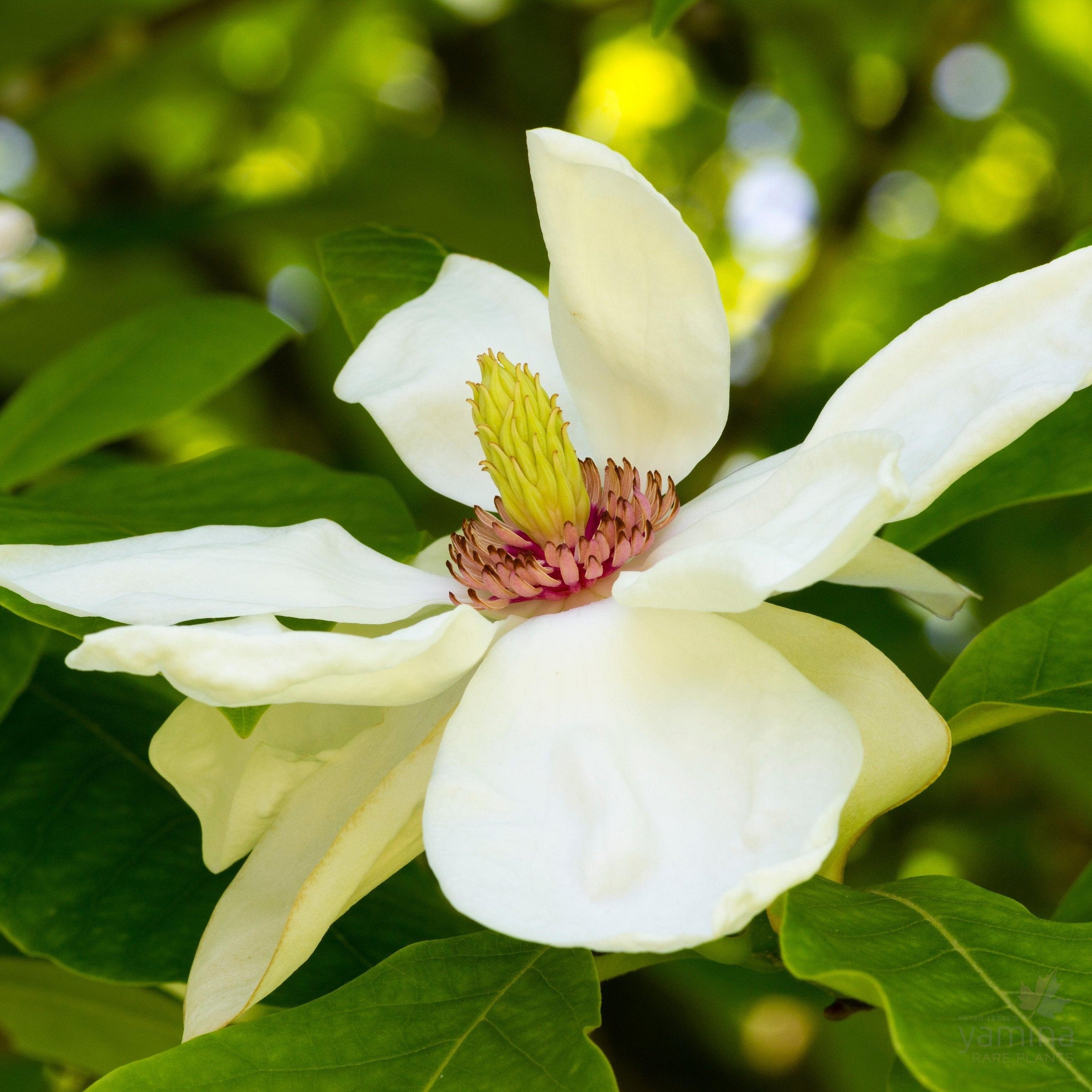 Magnolia x Charles Coates