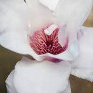 Magnolia x Como