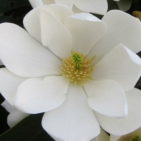 Magnolia x Fairy Cream