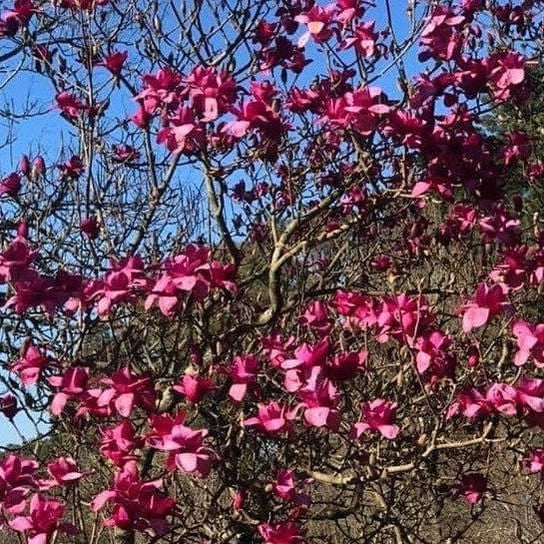 Magnolia x Felix 5