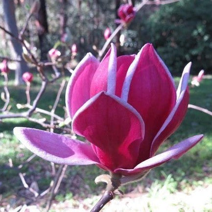 Magnolia x Genie 1