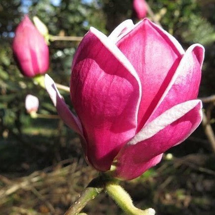 Magnolia x Genie 2