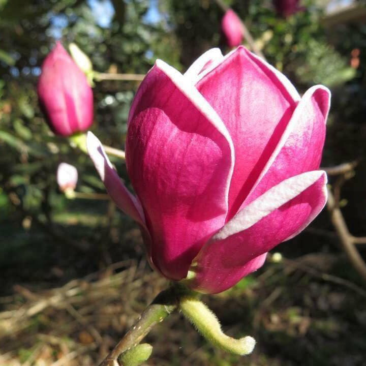 Magnolia x Genie 3