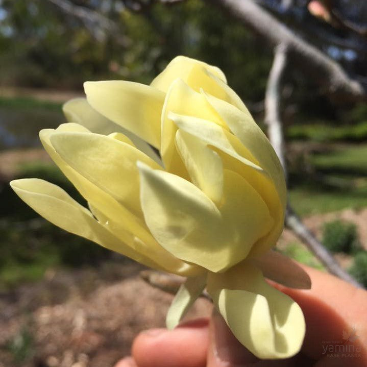 Magnolia x Gold Star 3