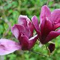Magnolia x Holland Red
