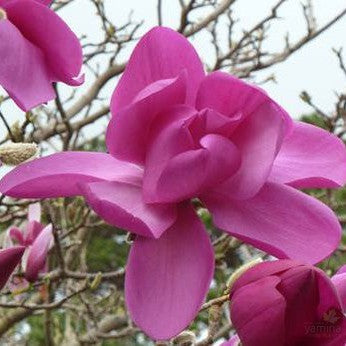 Magnolia x J C Williams (Phillip Tregunna) 1