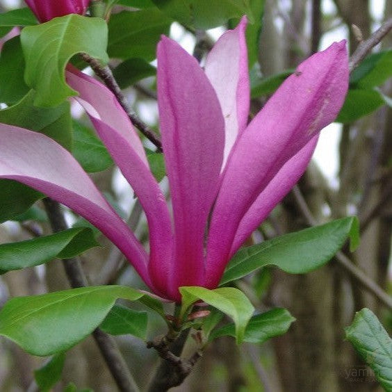 Magnolia x Orchid