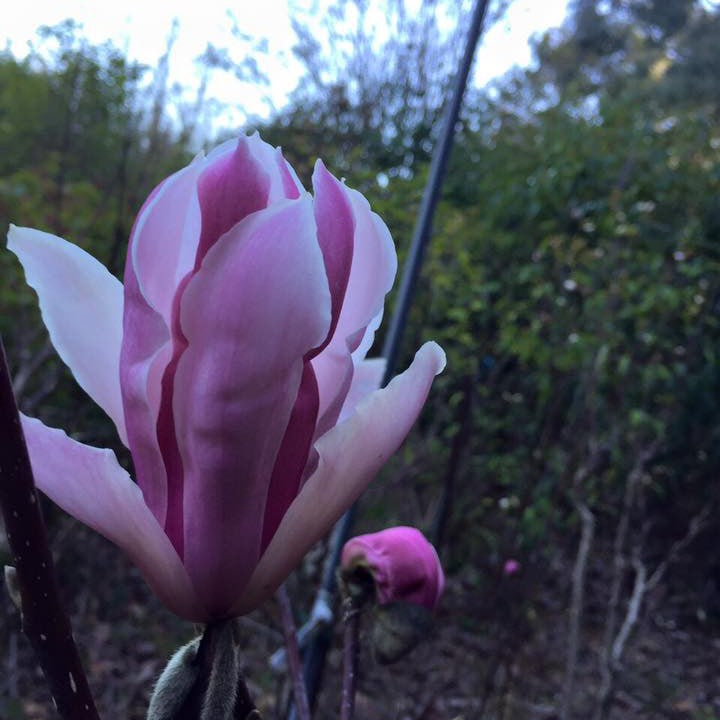 Magnolia x Royal Crown 1