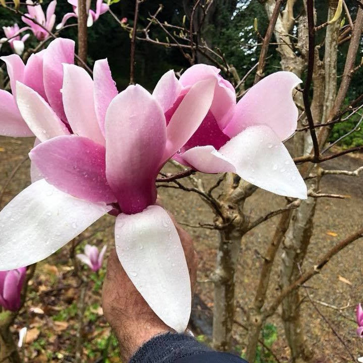 Magnolia x Royal Crown 2