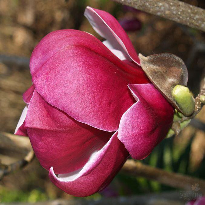 Magnolia x Ruby 1
