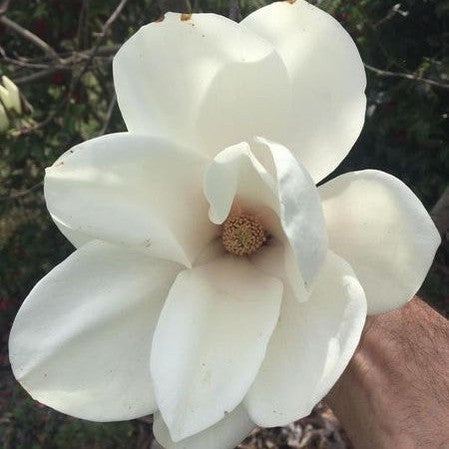 Magnolia x Sayonara 1