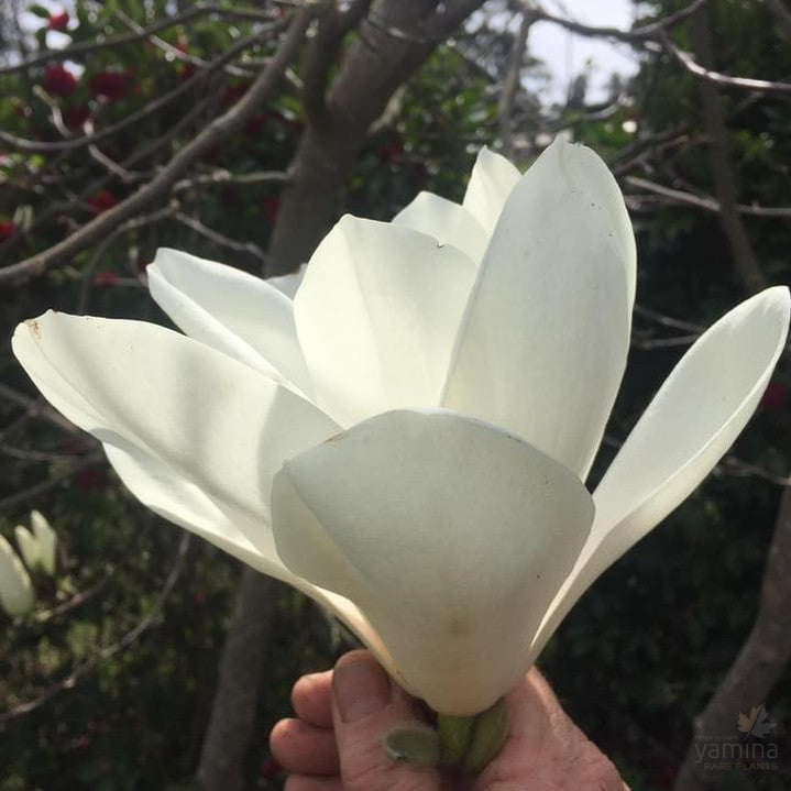 Magnolia x Sayonara 2