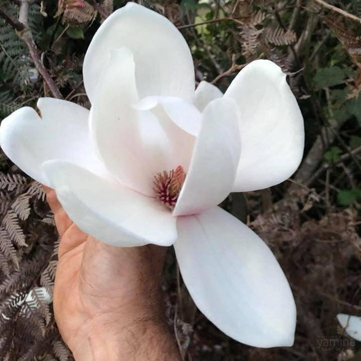 Magnolia x Sayonara 3