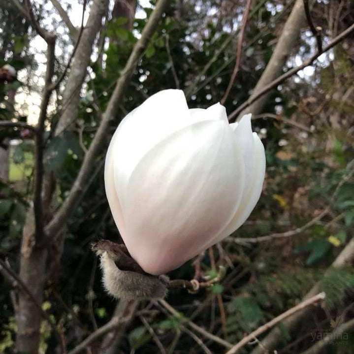 Magnolia x Sayonara 4
