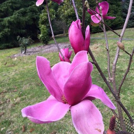 Magnolia x Shiraz 1
