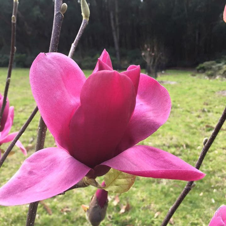 Magnolia x Shiraz 2