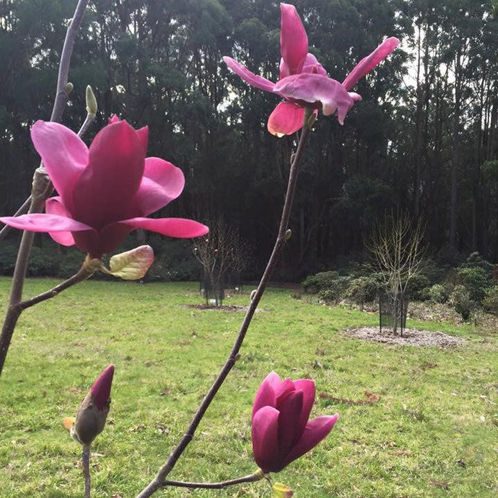 Magnolia x Shiraz 3