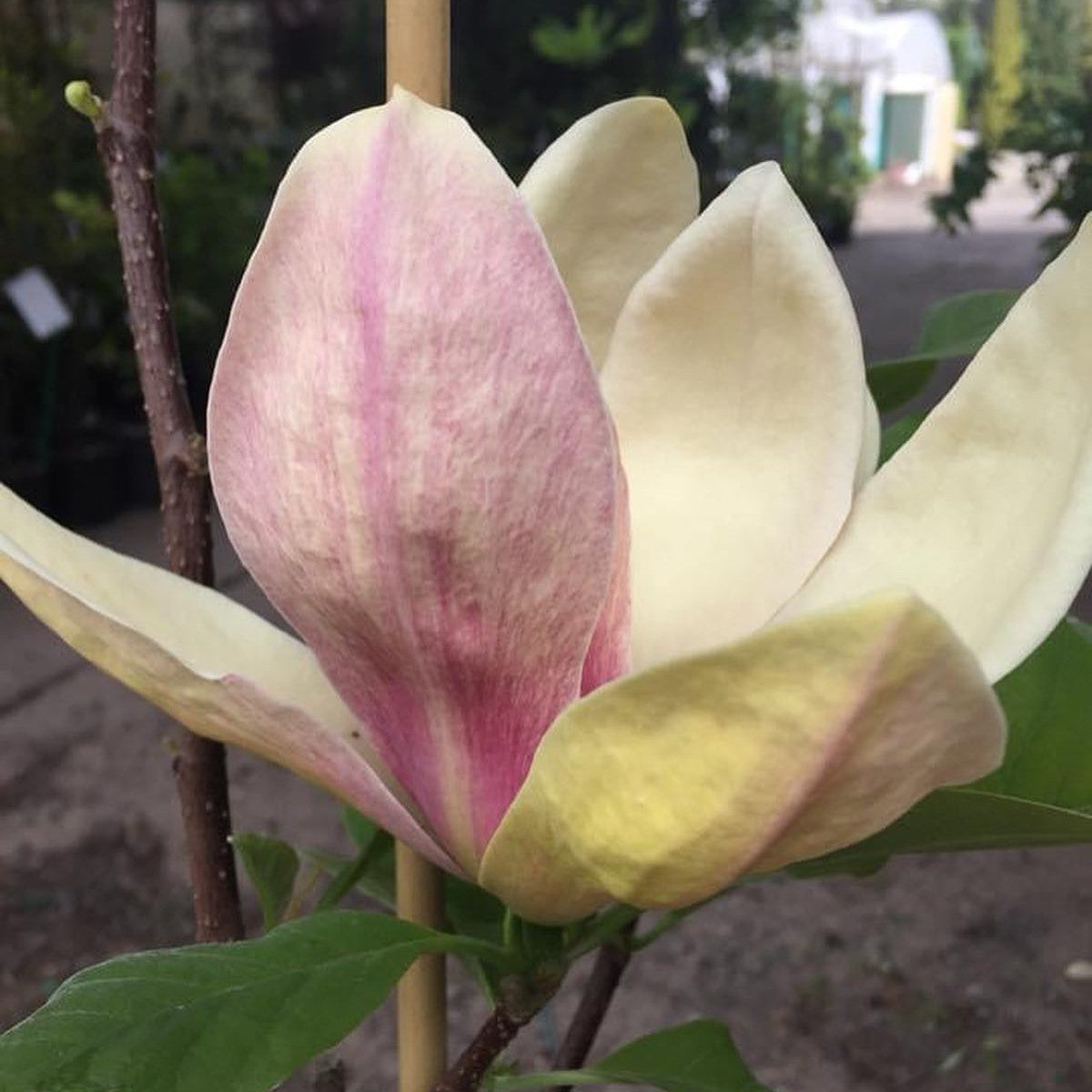 Magnolia x Sunsation 1