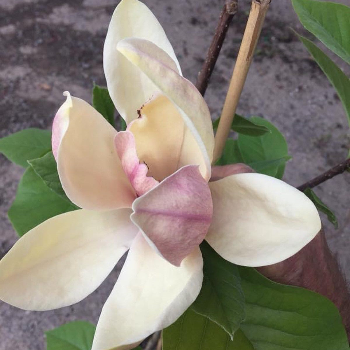Magnolia x Sunsation 3