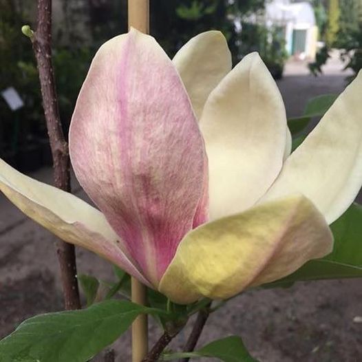 Magnolia x Sunsation 4