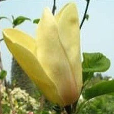 Magnolia x Sunspire 1