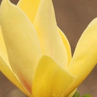 Magnolia x Sunspire 2