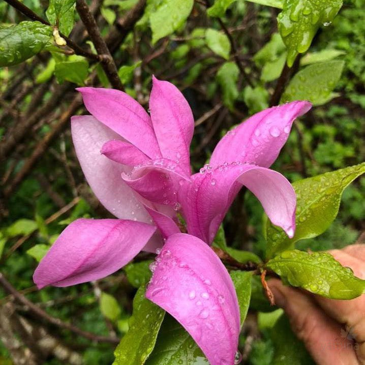 Magnolia x Susan 1