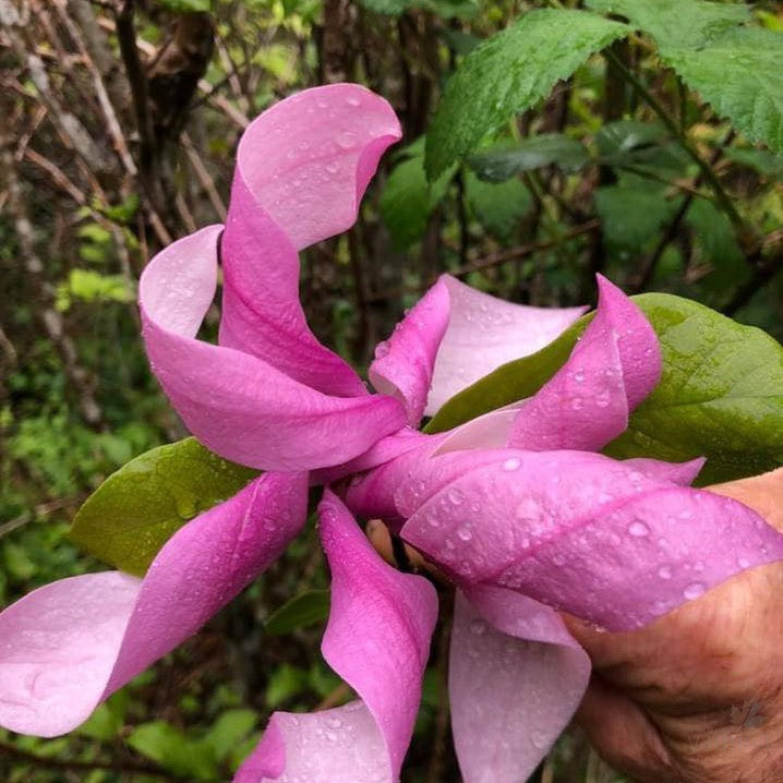 Magnolia x Susan 2