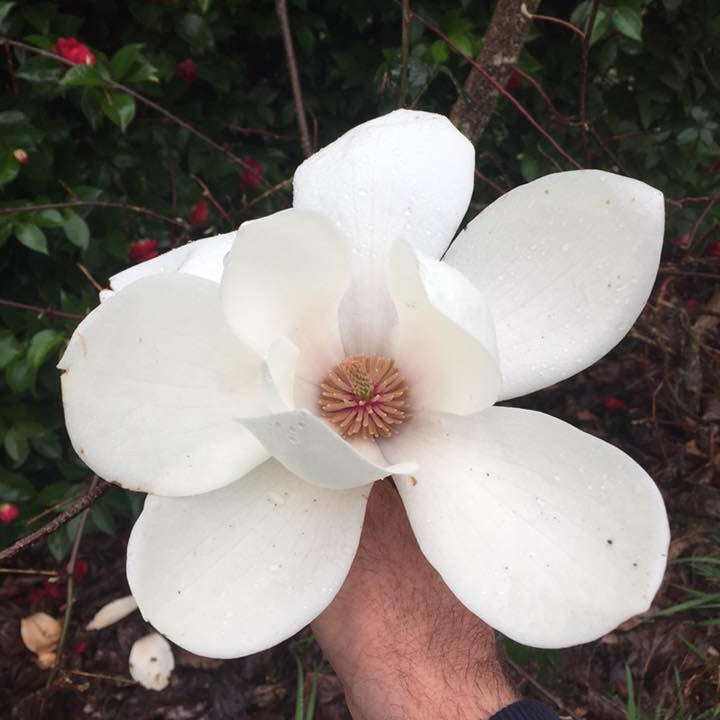 Magnolia x Tina Durio 1