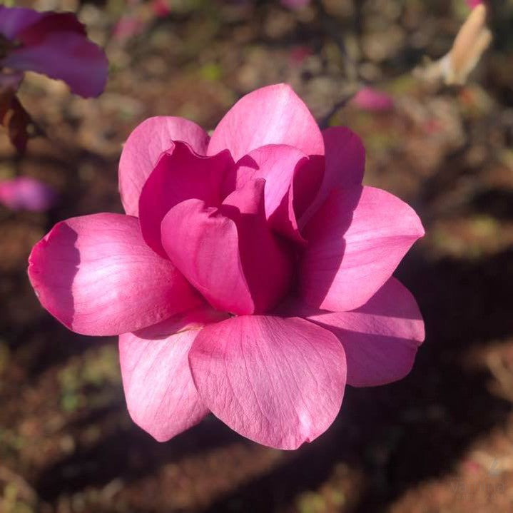 Magnolia x Vulcan 1
