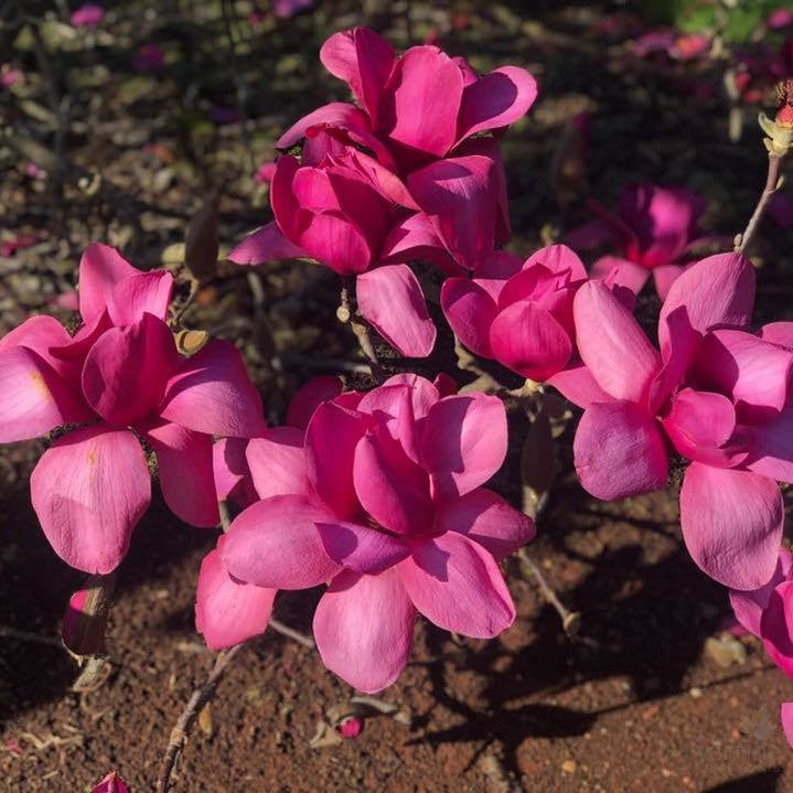 Magnolia x Vulcan 2