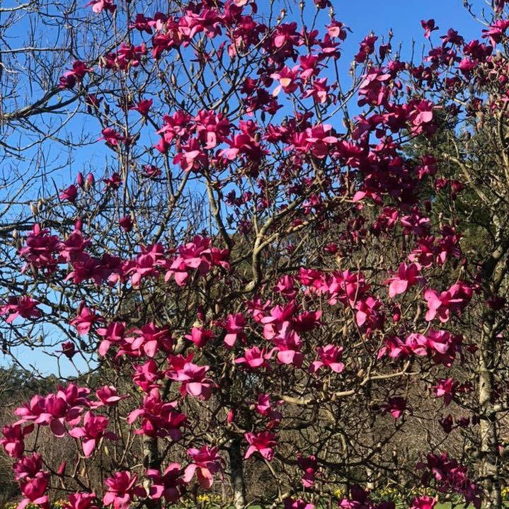 Magnolia x Vulcan 3