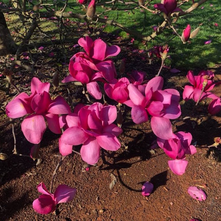 Magnolia x Vulcan 4