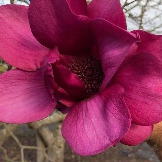 Magnolia x Vulcan 5