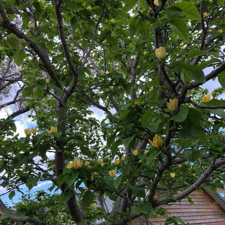 Magnolia x Yellow Bird 3