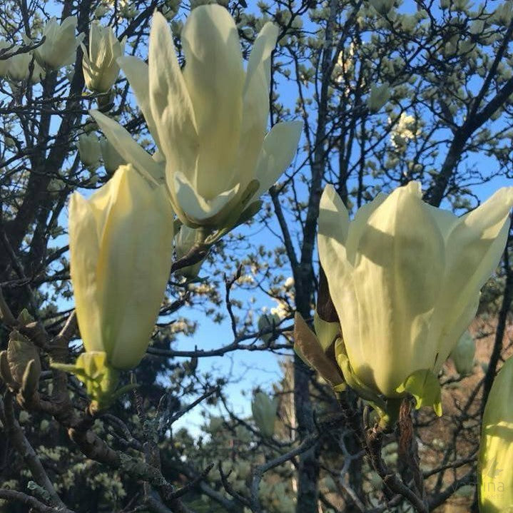 Magnolia x Yellow Fever 1