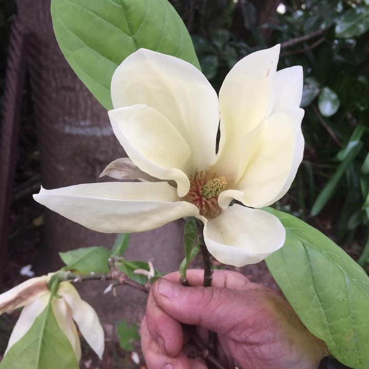 Magnolia x Yellow Lantern 2