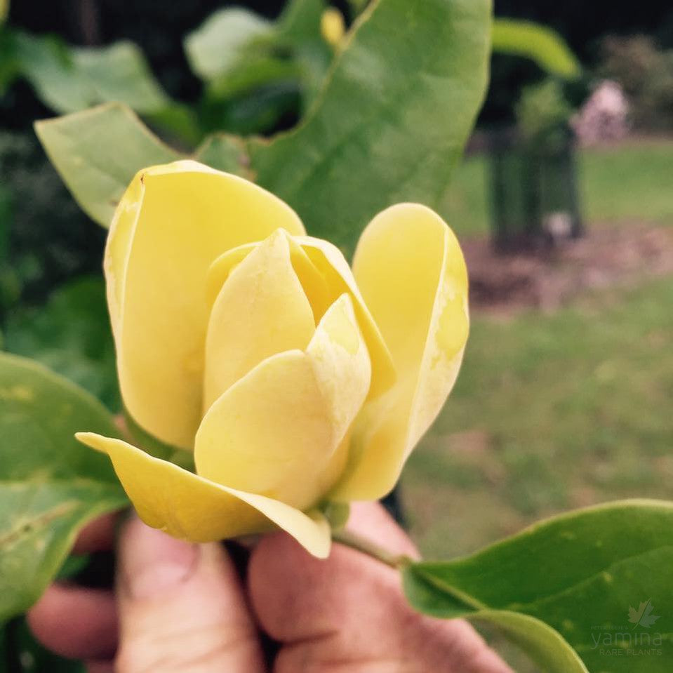 Magnolia x Yellow Lantern 3