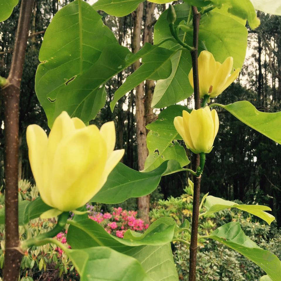 Magnolia x Yellow Lantern 4