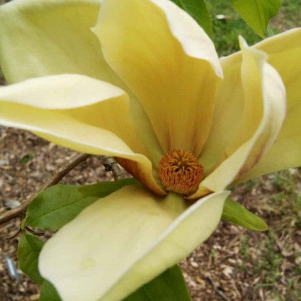 Magnolia x brooklynensis Hattie Carthan