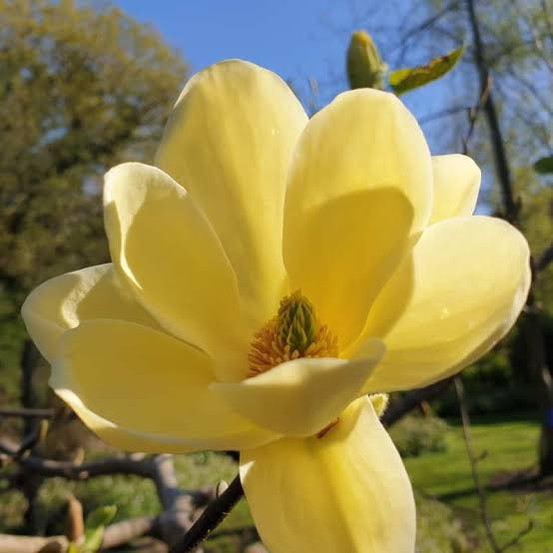 Magnolia x brooklynensis Lois 2