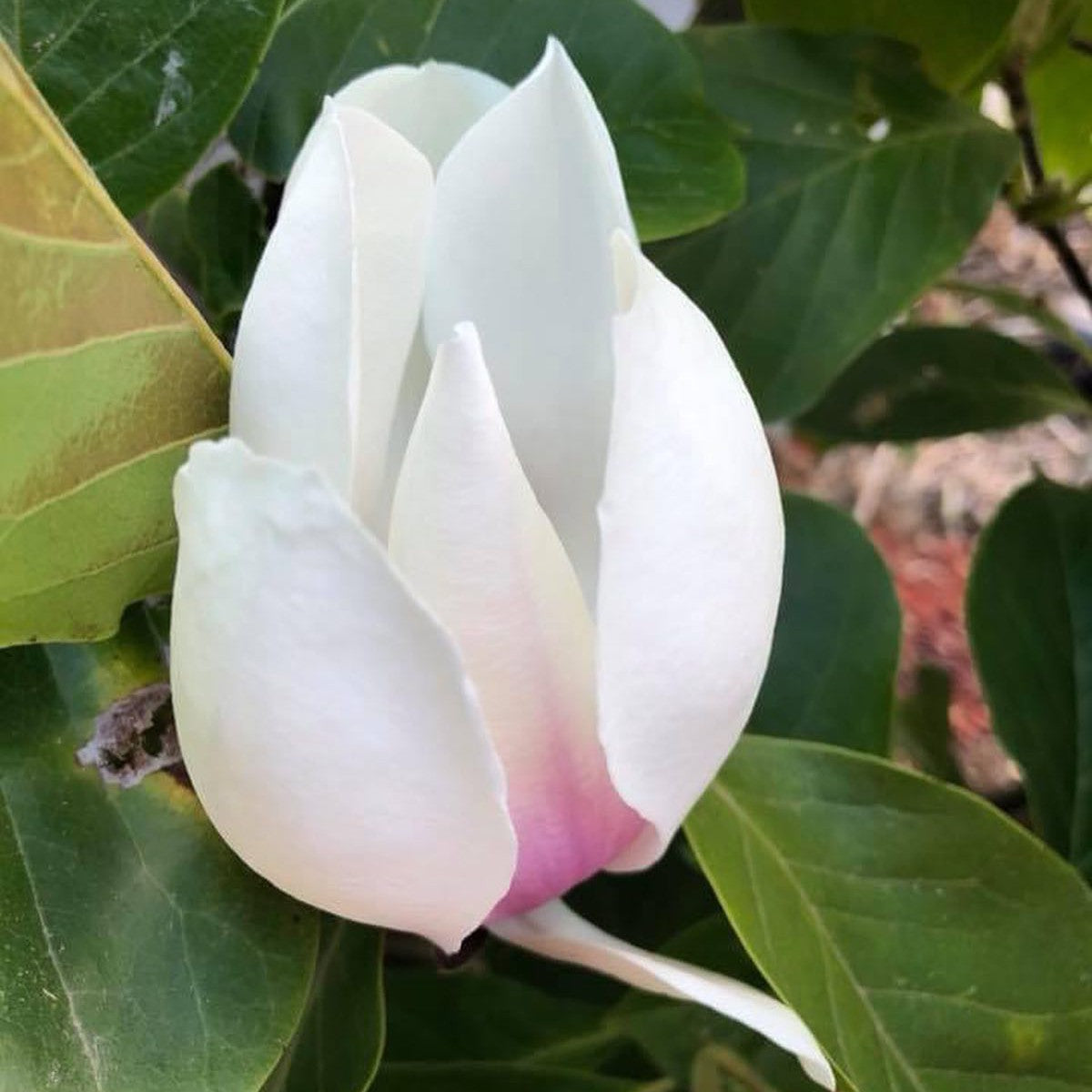 Magnolia x soulangeana Brozzoni 2